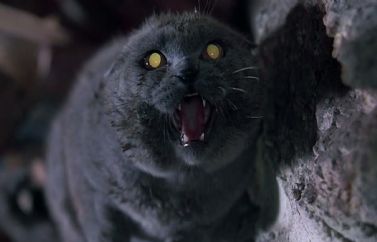 Los 15 gatos más terroríficos de la historia del cine