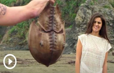 Cangrejos asesinos en el tráiler oficial de "Crabs!"
