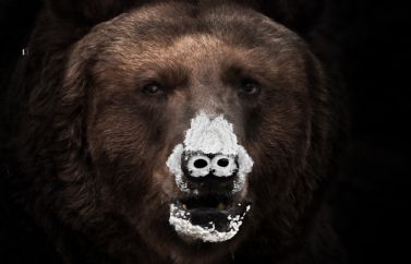 Fecha de estreno y póster de "Oso Vicioso"