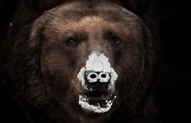 Tráiler español de "Oso Vicioso", el título inspirado en una historia real
