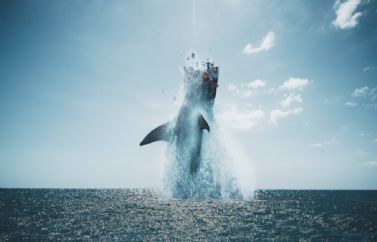 "Tiburón Negro": Una docena de imágenes de la película