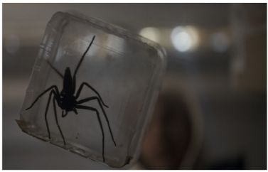 Fecha de estreno en España de "Vermin: La Plaga"