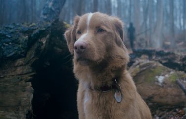 Good Boy: Clip Oficial del thriller sobrenatural protagonizado por un perro