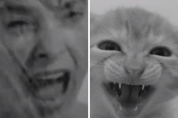 Un hombre recrea en vídeo "Psicosis" o "El Imperio Contraataca" con su gato