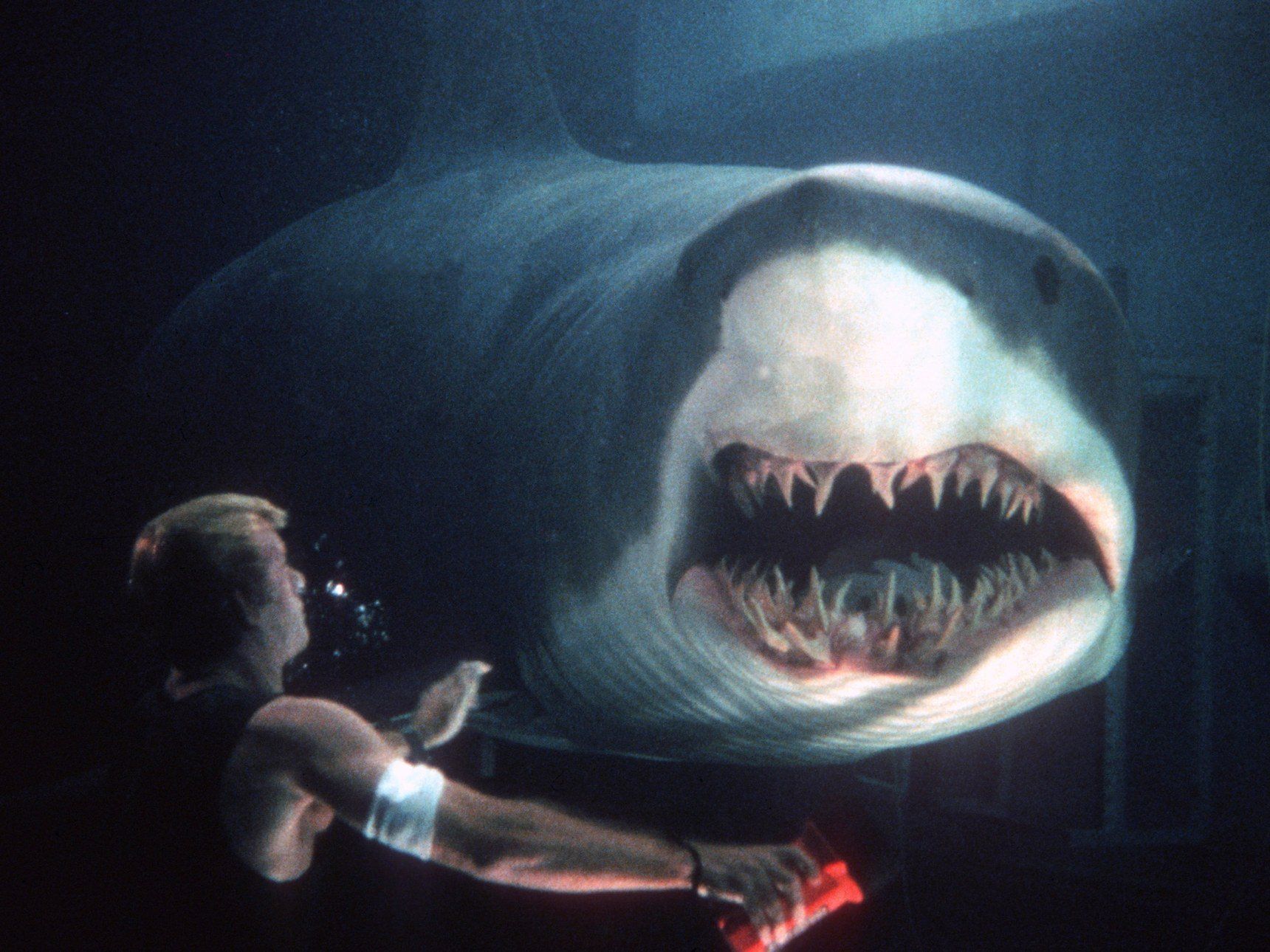 "Deep Blue 2" está en marcha y se emitirá el próximo año en Syfy