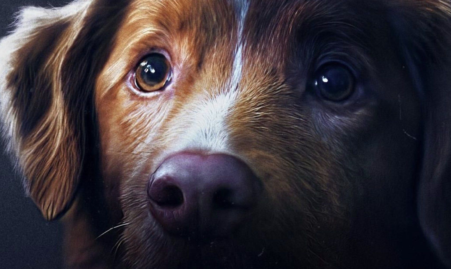 Good Boy: ¿Cuándo se estrena la película? Y nuevo póster oficial