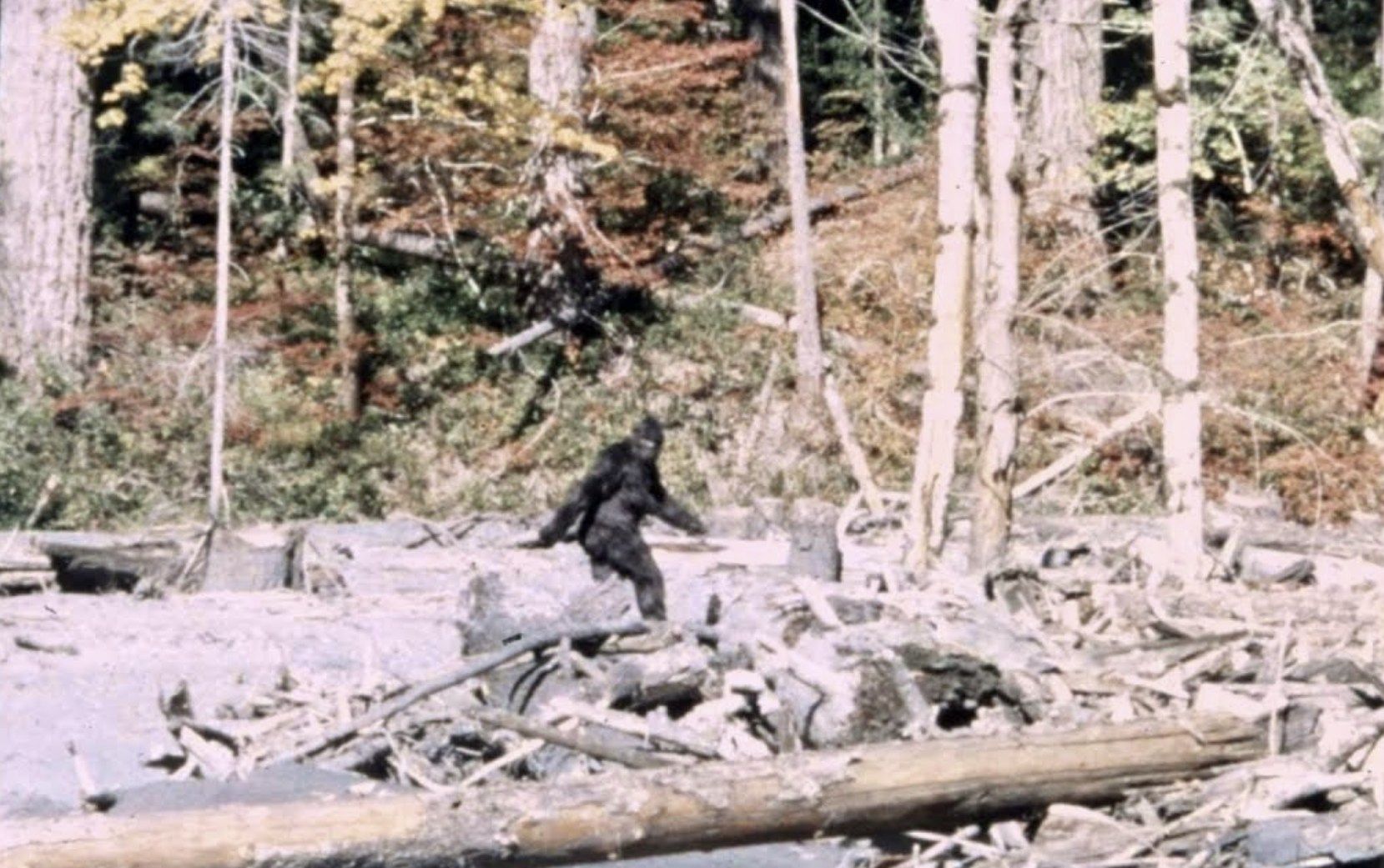 Trailer de "Capturing Bigfoot’, el documental que supuestamente resolverá las incógnitas sobre esta criatura